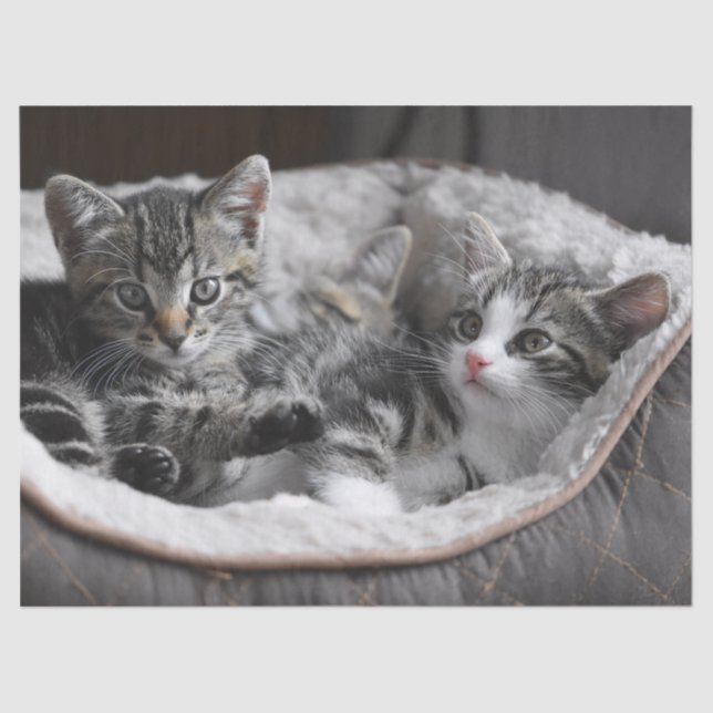 papel tecidular de gatinhos bebês (Frente )