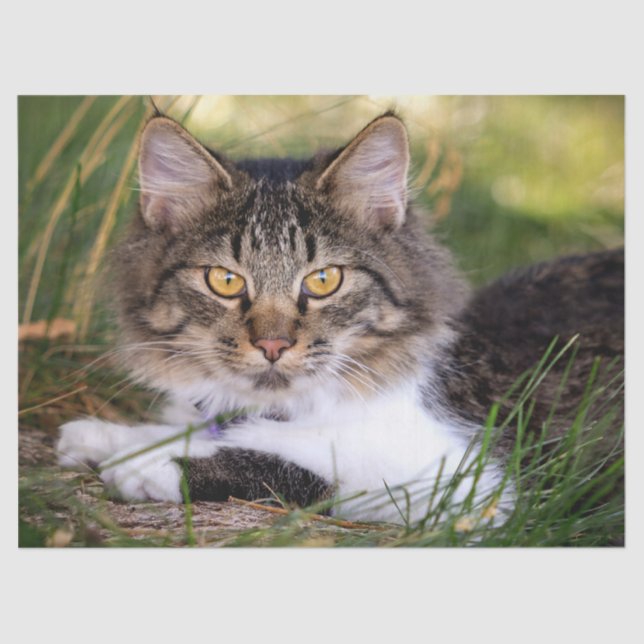 papel tecidular de gatos naturais (Frente )