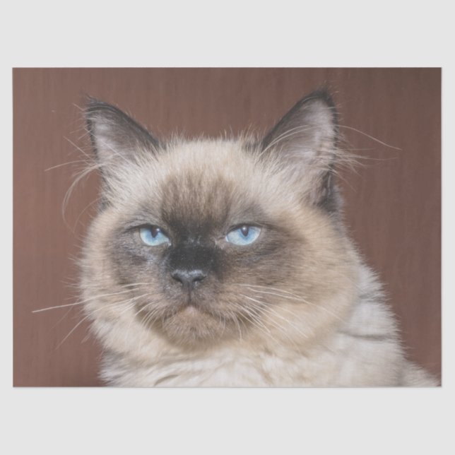 Papel tecidular de gatos siameses (Frente )