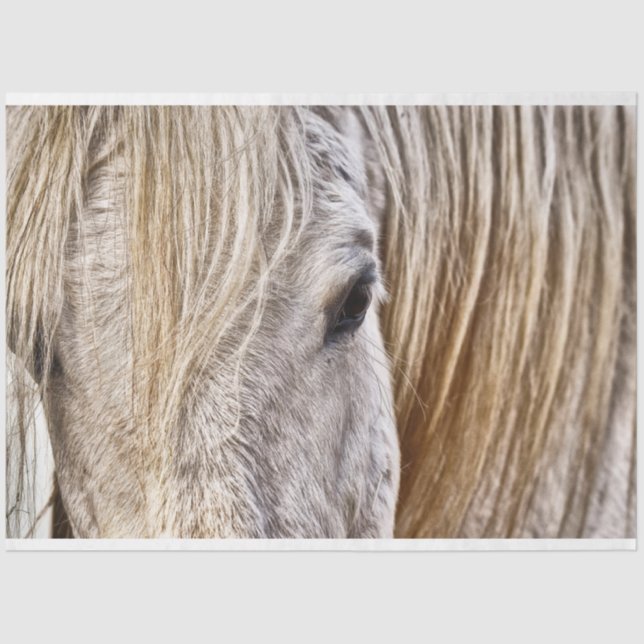 papel tecidular do cavalo de bronzeamento (Frente )