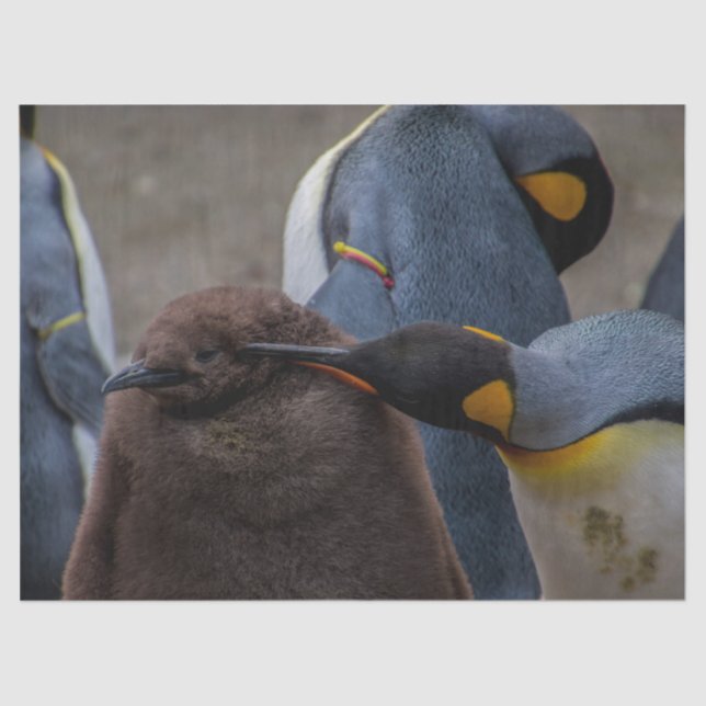 papel tecidular imperador de pinguins (Frente )