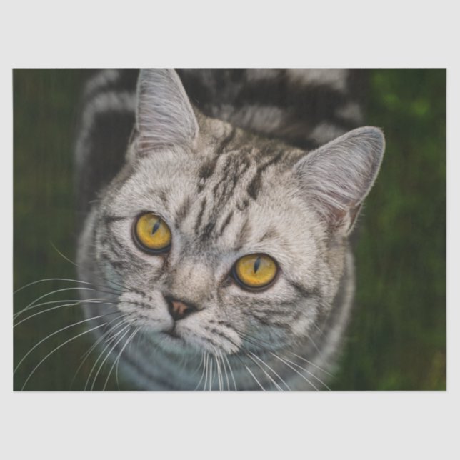 Papel tecidular McGonagall (Frente )