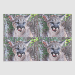 Papel tecidular/papel de dissociação do cubo do ch