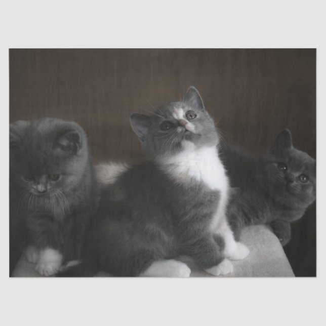 papel tecidular para gatinhos (Frente )