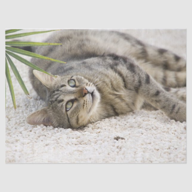 papel tecidular relaxante de gato (Frente )