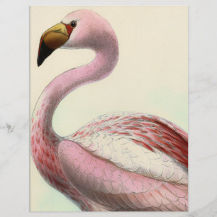 Papel Timbrado Flamingo Antigo