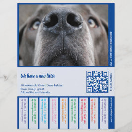 Papel Timbrado Para vender cachorros Dane coloridos