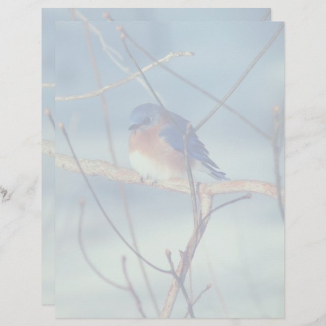Papel Timbrado Winter Bluebird Nature (Frente/Verso)