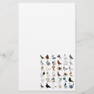 Papelaria 36 Rações de Pombo