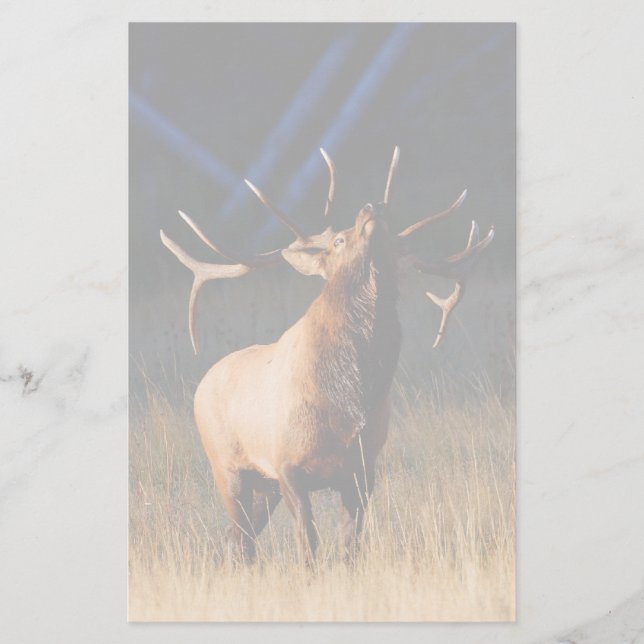 Papelaria alces (Frente)