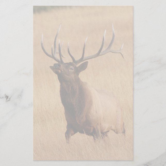 Papelaria alces (Frente)