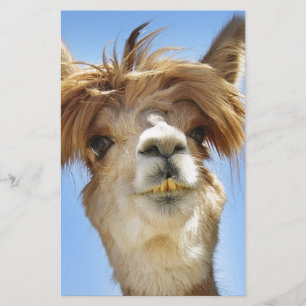 Papelaria Alpaca com cabelo louco