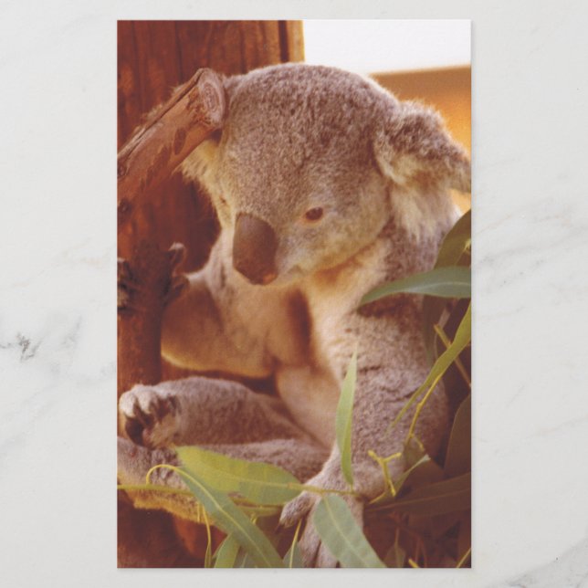 Papelaria Amor Koala (Frente)
