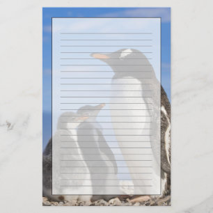Papelaria Antártida, Neko Cove (Porto). Pinguim-de-garganta-