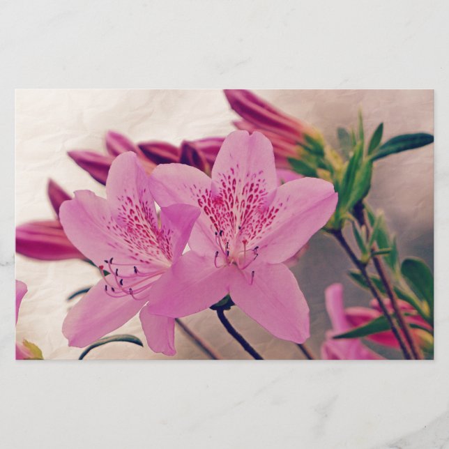 Papelaria Azaleas (Frente)