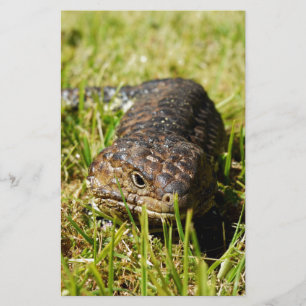Papelaria Azul-Tongue-Lizard A Derramar A Grama,