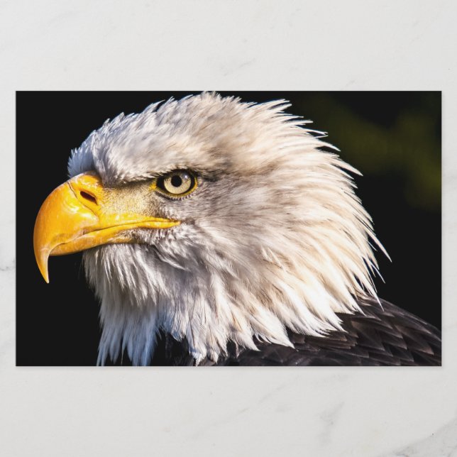 Papelaria Bald Eagle (Frente)