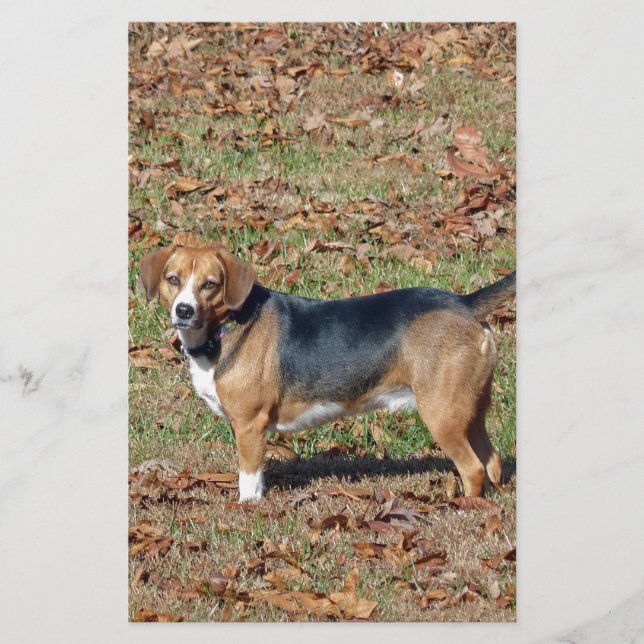 Papelaria Beagle (Frente)