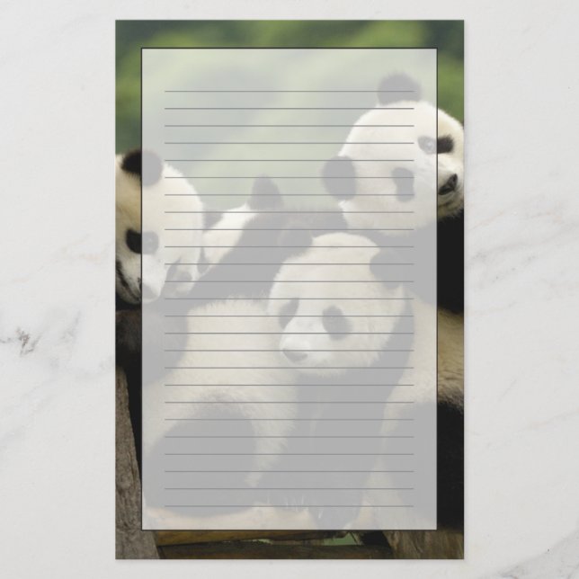 Papelaria Bebês panda gigantes Ailuropoda melanoleuca) (Frente)