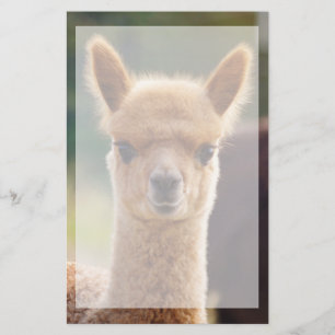 Papelaria Bela Carta Animal Alpaca