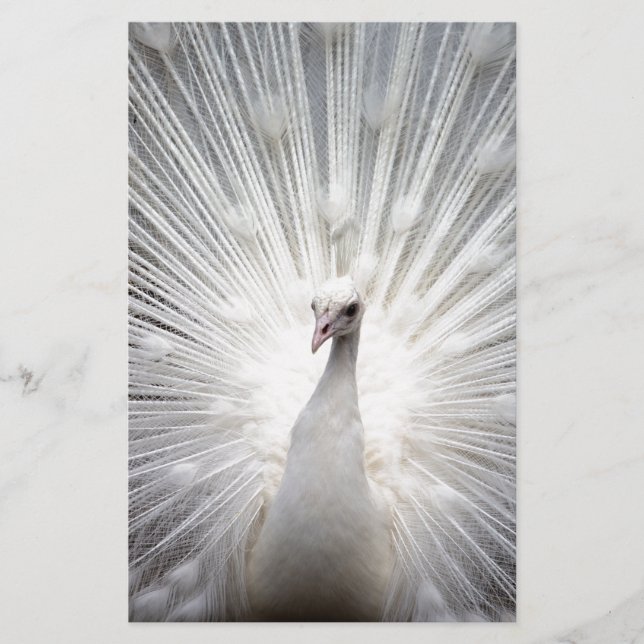 Papelaria Belo pavão branco (Frente)