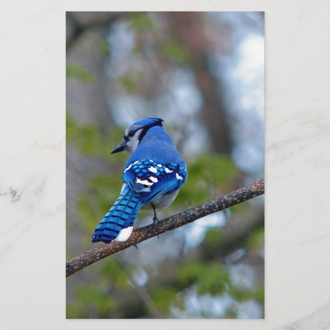 Papelaria Blue Jay (Frente)