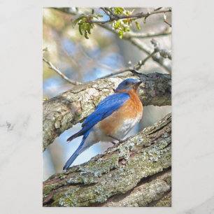 Papelaria Bluebird