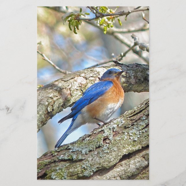 Papelaria Bluebird (Frente)