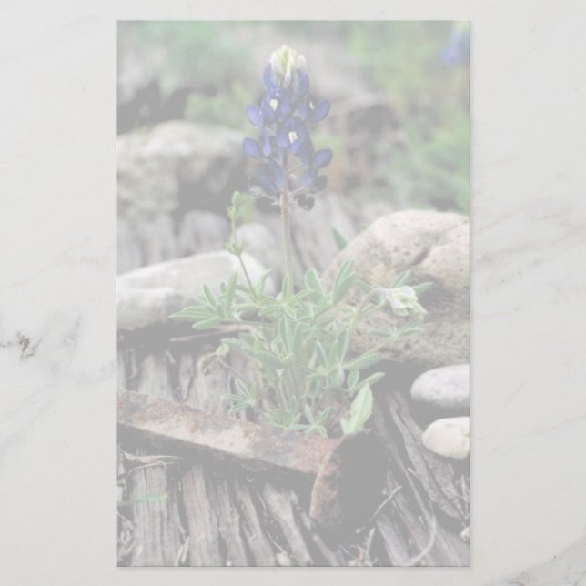 Papelaria Bluebonnet de Texas (Frente)