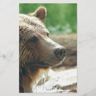 Papelaria Bonita Natureza Adorável Urso Rosto Rosto Olhos