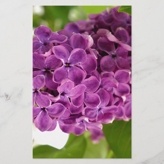 Papelaria Bonito Lilac (Frente)