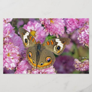 Papelaria Borboleta De Buckeye