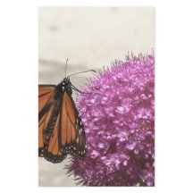 Borboleta e Cebola gigante