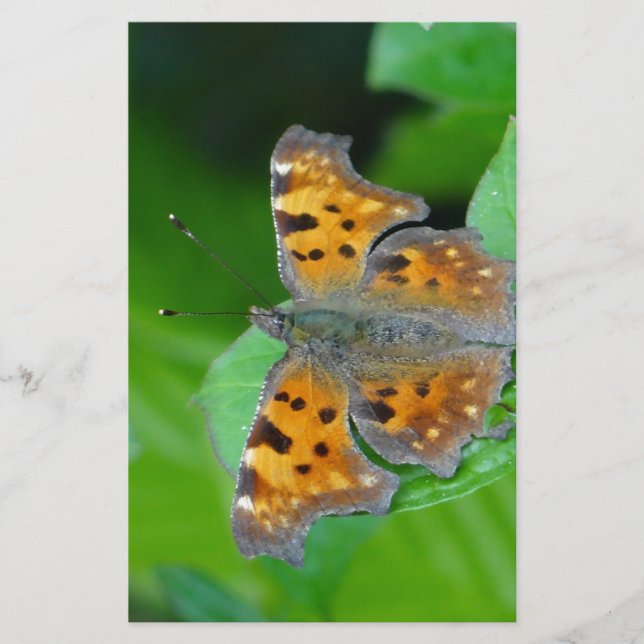 Papelaria Borboleta laranja (Frente)