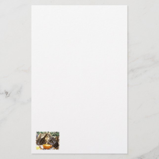 PAPELARIA BORRACHAS (Frente)