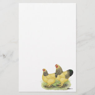 Papelaria Brahma Buff Pair