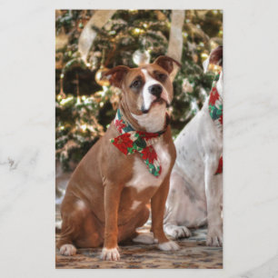 Papelaria Breve natal Rescut Pitbull e América Bull Dog