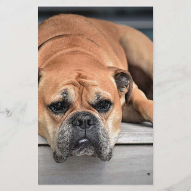 Papelaria Bull Dog (Frente)