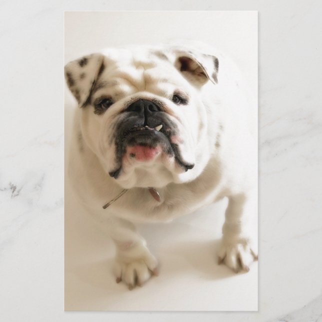 Papelaria Bulldog Muito Fofo (Frente)
