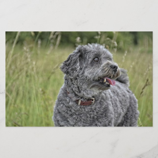 Papelaria Cachorro Cortado Terrier (Frente)