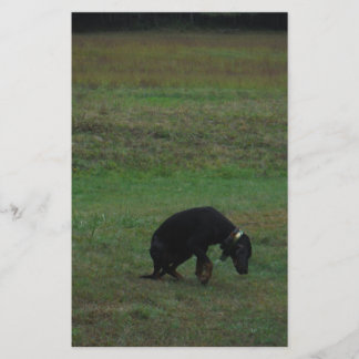 Papelaria Cachorro de caça desistindo da perseguição