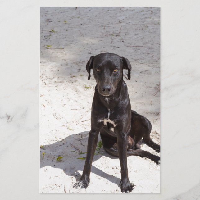 Papelaria Cachorro negro com mau (Frente)