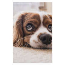 Cachorro Panelado De Olhos Tristes