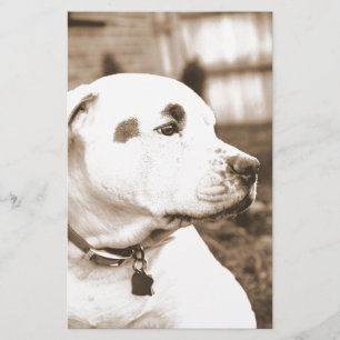 Papelaria cachorro pitbull cor sépia ódio ato não raça