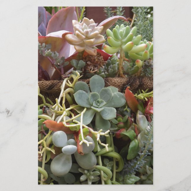 Papelaria Cactos multicolorido (Frente)