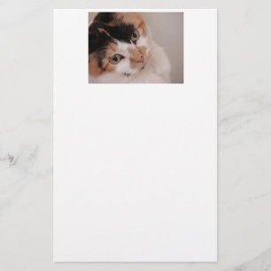 Papelaria Calico Beauty Cat