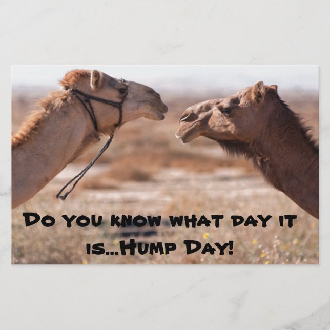 Papelaria Camelos Hump Day (Frente)