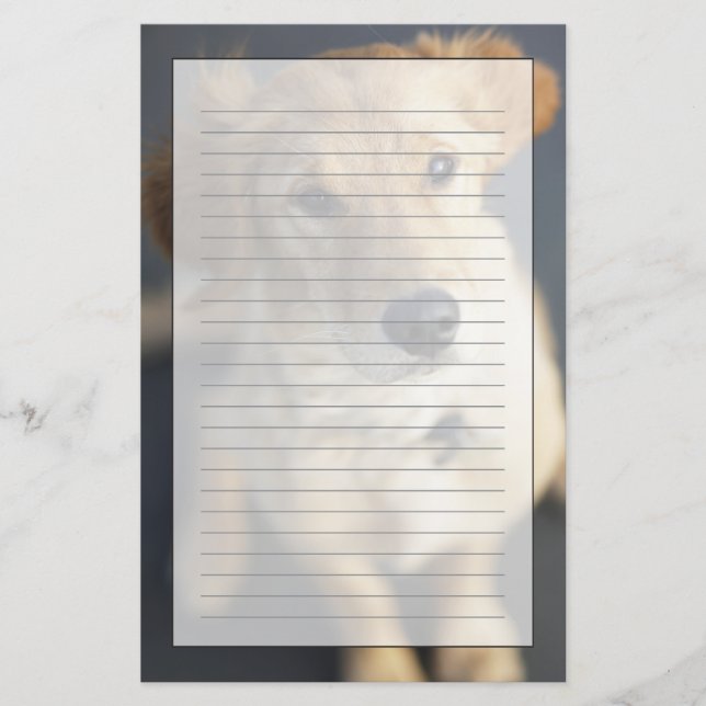 Papelaria Cão que olha acima (Frente)