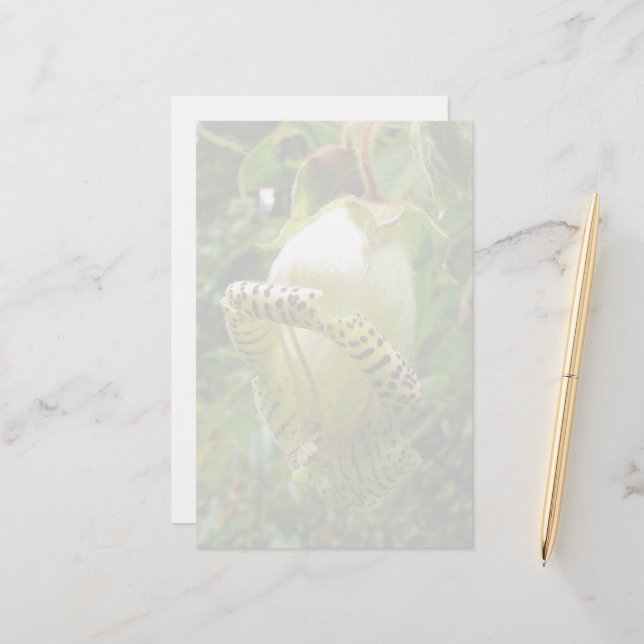 Papelaria Capanea Grandiflora (Frente/Verso In Situ)