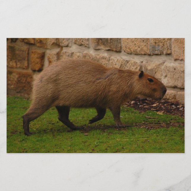 Papelaria capivara (Frente)